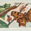 Comma butterfly & larva.