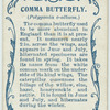 Comma butterfly & larva.