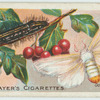 Gold-tail moth & larva.