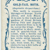 Gold-tail moth & larva.