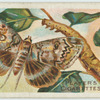 Clifden nonpareil-moth & larva.