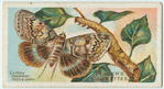 Clifden nonpareil-moth & larva.