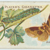 Burnished brass moth & larva.