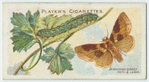 Burnished brass moth & larva.