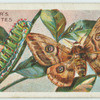 Emperor moth & larva.