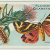 Jersey tiger moth & larva.