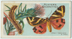 Jersey tiger moth & larva.