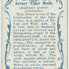 Jersey tiger moth & larva.