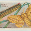 Drinker moth & larva.