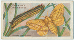 Drinker moth & larva.