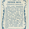Drinker moth & larva.
