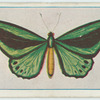 Troides poseidon.