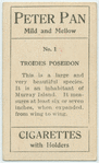 Troides poseidon.