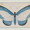 Pepliophorus coelestis.
