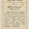 Pepliophorus coelestis.