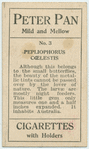 Pepliophorus coelestis.
