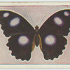 Hypolimnas bolina.