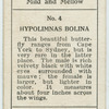 Hypolimnas bolina.