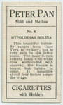 Hypolimnas bolina.