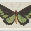 Ormithoptera brookiana.