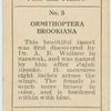 Ormithoptera brookiana.