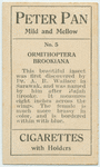 Ormithoptera brookiana.