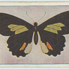Papilio childrenae.