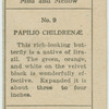 Papilio childrenae.