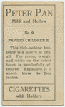 Papilio childrenae.
