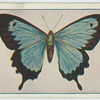 Papilio ulyssus joesa.