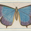 Archopala eupolis.