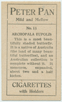 Archopala eupolis.