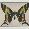 Cydimon sloanus.