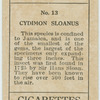 Cydimon sloanus.