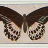 Papilio polymnestor.