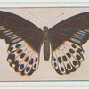 Papilio polymnestor.