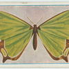 Morpho aega.