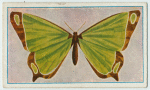 Morpho aega.