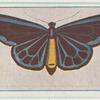 Troides urvilliana.