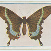 Papilio crino.
