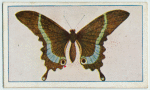 Papilio crino.