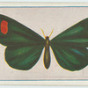 Sangala gloriosa.