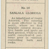 Sangala gloriosa.
