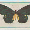 Papilio lycidas.