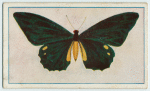Papilio lycidas.