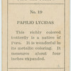 Papilio lycidas.