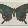 Papilio arcturus.