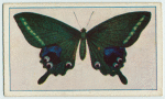 Papilio arcturus.