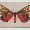 Callimorpha dominula.
