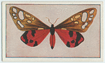 Callimorpha dominula.